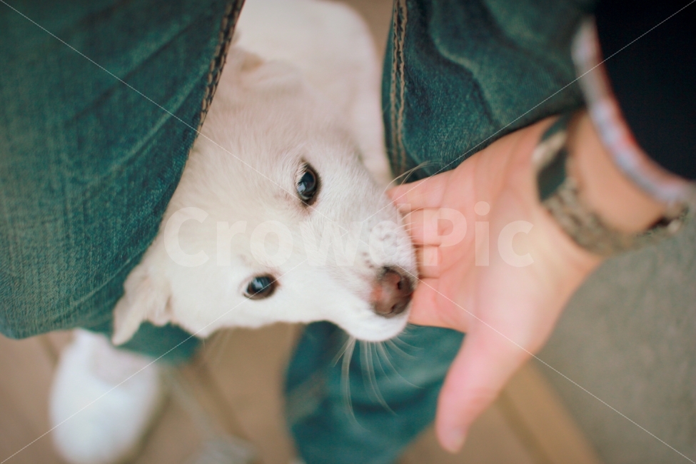 감성,감성사진,교감,동물,멍멍이,댕댕이,동물,animal,포유류,mammal,개,강아지,dog,doggy,사람,인물,인간,human,person,신체일부,몸,body,감성,sensible,feeling