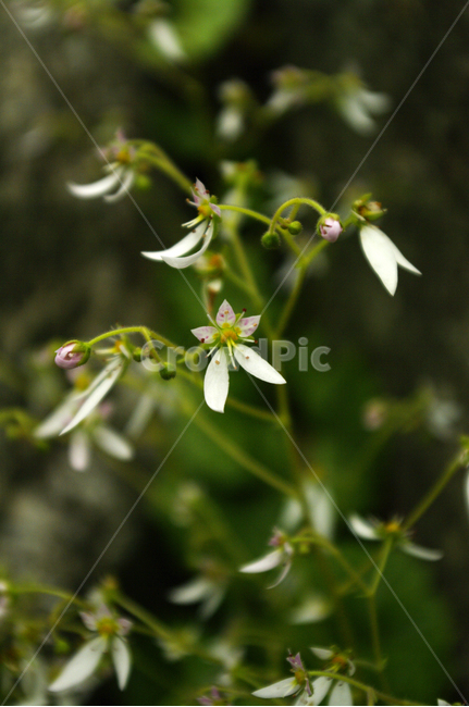꽃,식물,flower,color,바위취,식물,자연,plants,nature,꽃,flower
