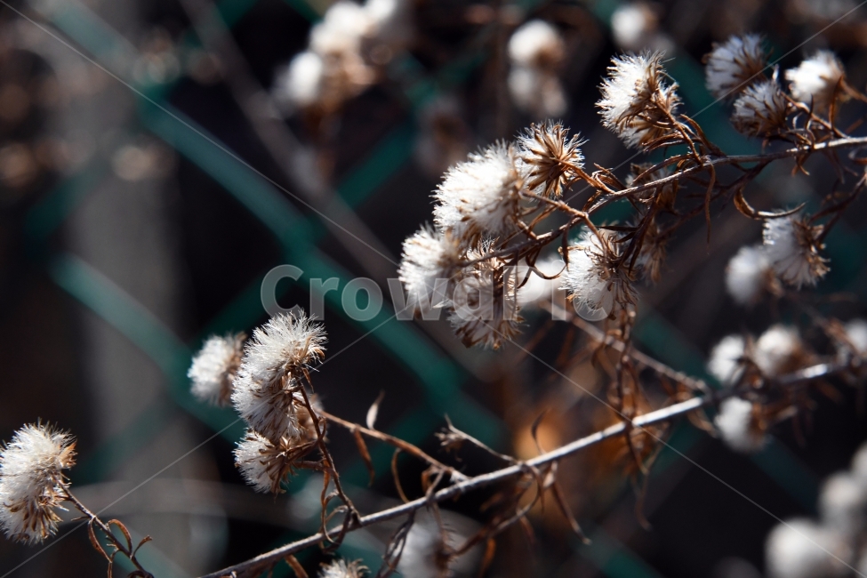 겨울,식물,꽃,마른꽃,단풍,식물,자연,plants,nature,꽃,flower