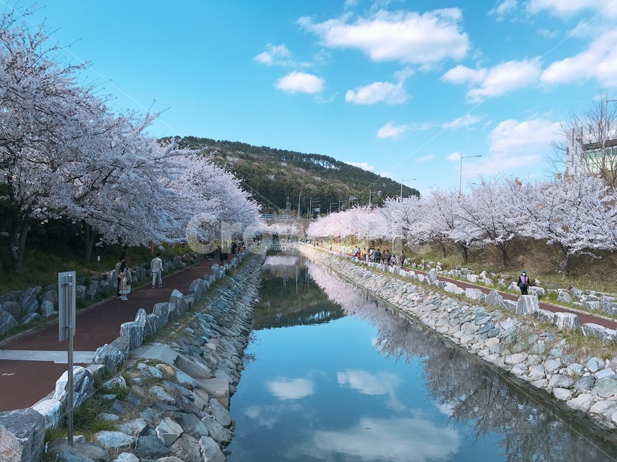 봄,벚꼴,영도,부산,부산벚꽃,봄꽃,spring,flower,사쿠라,busan,봄,계절,spring,season,도시,풍경,city,landscape,한국도시풍경,한국도시경관,korea cityscape,plant,식물