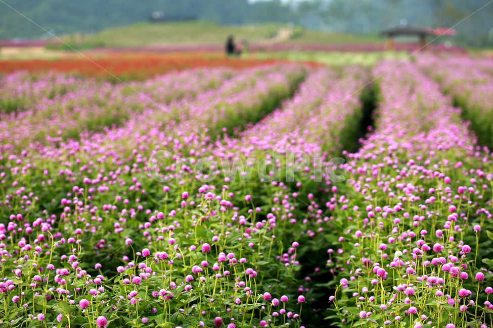 꽃,천일홍,분홍,양주나리공원,flower,pink,nature,자연,식물,자연,plants,nature,꽃,flower