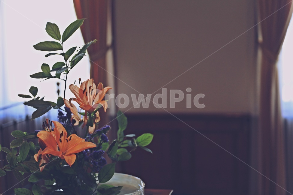 flower,꽃,flowerarrangement,꽃꽂이,거실,꽃장식,식물,자연,plants,nature,꽃,flower,실내용화초,화분,화초,house plant,감성,sensible,feeling