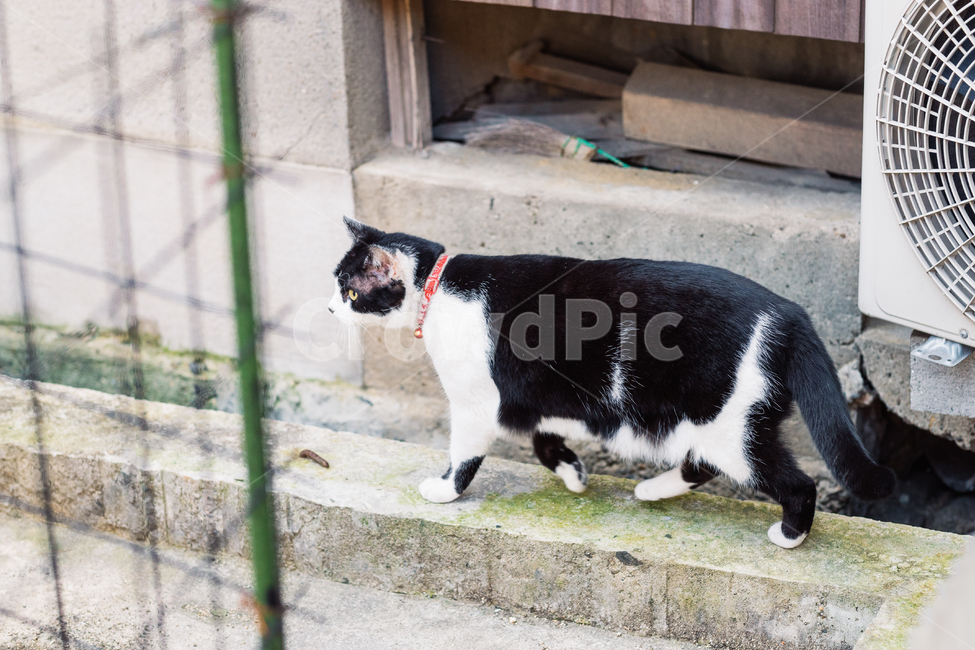 고양이,냥,캣,cat,길고양이,길냥이,냥이,길냥,동물,동물,animal,포유류,mammal,고양이,cat,kitten,kitty