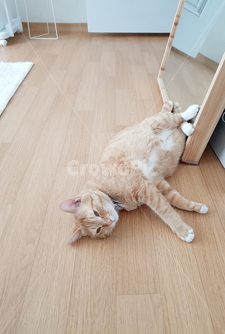 고양이,cat,코리안숏헤어,노란색고양이,치즈태비고양이,반려동물,반려묘,애완동물,동물,animal,포유류,mammal,고양이,cat,kitten,kitty