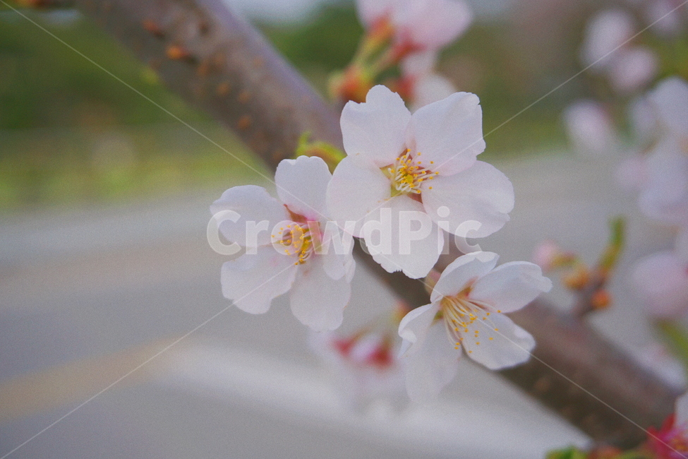 봄,벚꽃,꽃,나무,식물,자연,감성,봄,계절,spring,season,plant