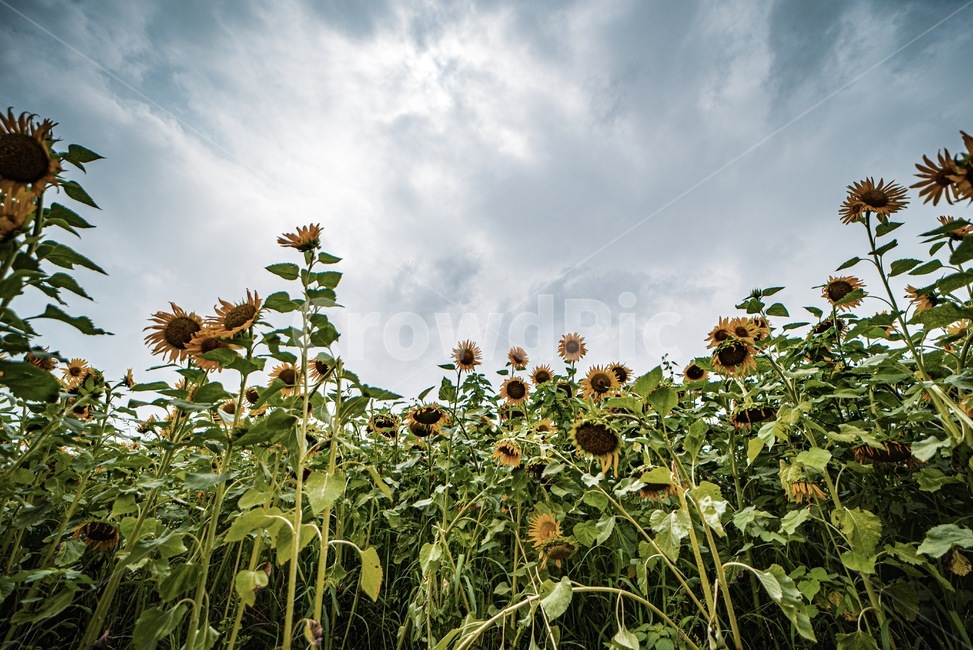 꽃,해바라기,해바라기축제,대구,플라워,flower,sunflower