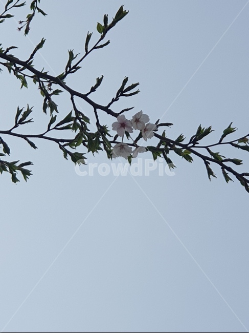 풍경,벚꽃,하늘,배경화면,꽃
