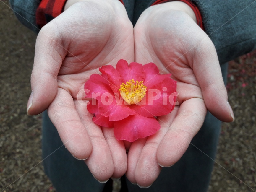 동백꽃,동백나무,빨간색,손,꽃,Camellia,Red,Hand,Flower