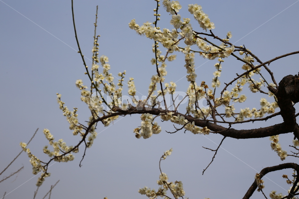 매화,봄,식물,꽃,봄꽃,봄,계절,spring,season,식물,자연,plants,nature,꽃,flower,plant