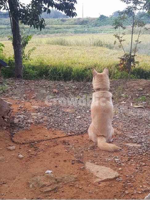 시골,강아지,기다림,외로움,개