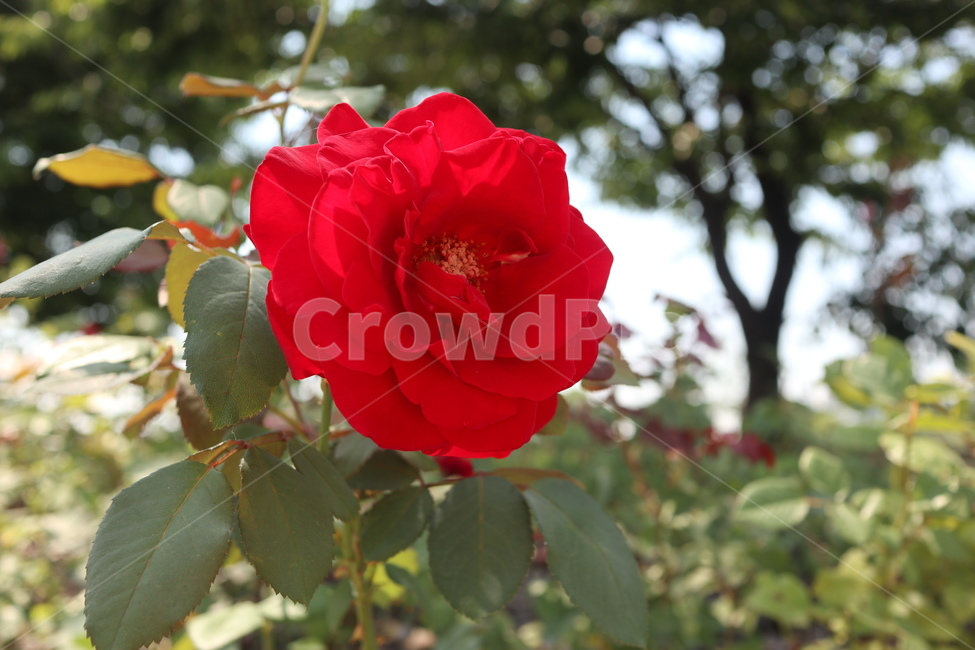 장미,붉은장미,rose,자연,꽃,플라워,식물,flower,식물,자연,plants,nature,꽃,flower