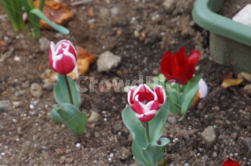 꽃,blossom,plant,tulip,튤립,flower,식물