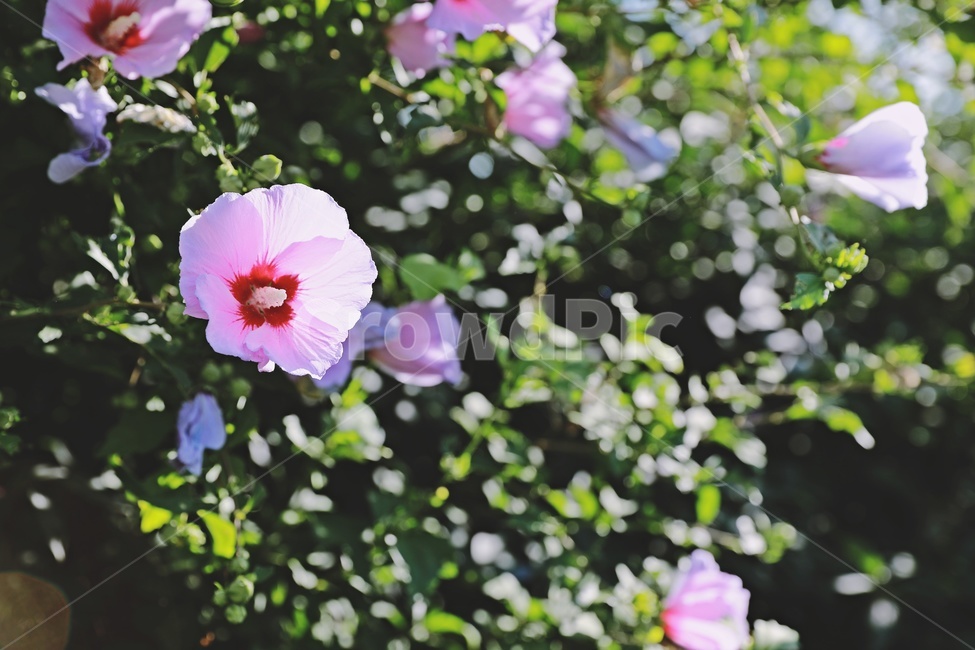 무궁화,꽃,roseofsharon,국화,flower,nature,green,식물,자연,plants,nature,꽃,flower,감성,sensible,feeling