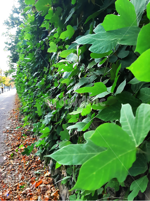 leaf,잎,plant,식물,도로옆,아이비리그,덩쿨,담장,벽풀,벽식물,초록식물,낙엽,바닥낙엽,산책,식물,자연,plants,nature
