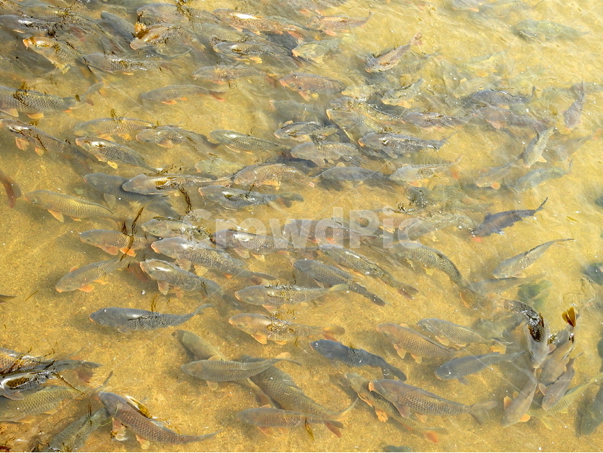 강,호수,동물,물고기,자연,동물,animal,어류,물고기,fish