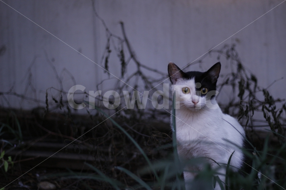 고양이,유기동물,길고양이,동물,길냥이,반려동물,캣맘,캣대디,아수라,아깽이,새끼,동물,animal,포유류,mammal,고양이,cat,kitten,kitty
