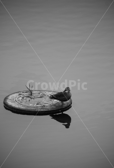 오리,반영,동물,흑백사진,duck,풍경,분위기,감성,동물,animal,조류,새,birds,흑백,모노톤,monochrome,black and white