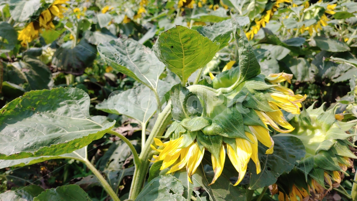 해바라기,sunflower,nature,flower,해바라기옆모습