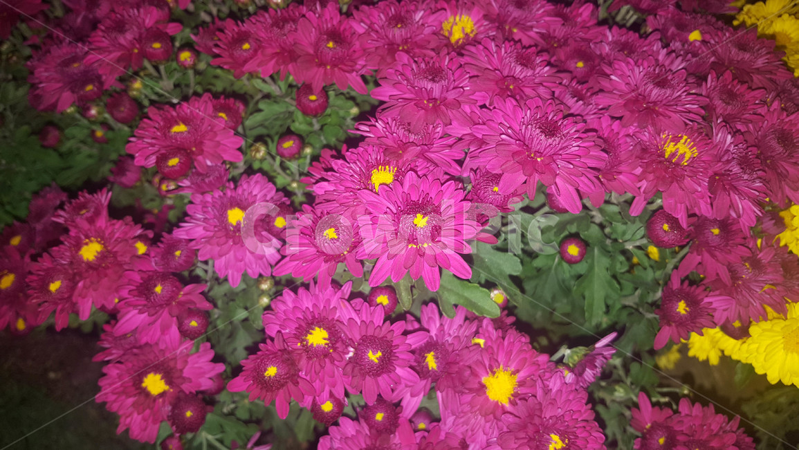 여름,꽃,근접,식물,flower
