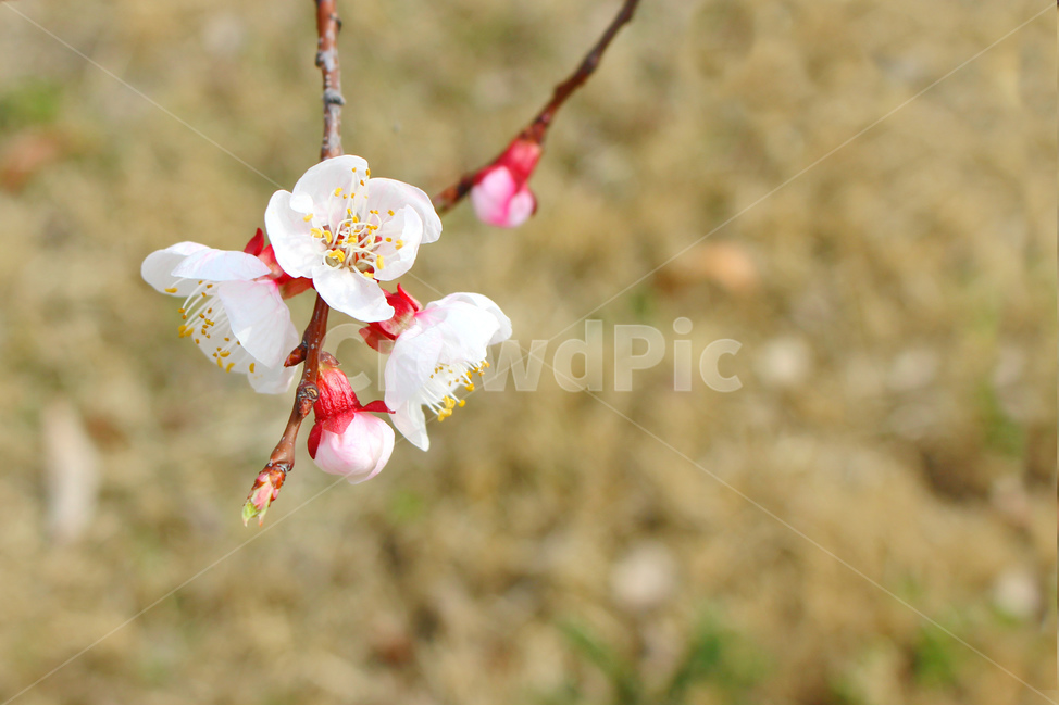 감성사진,봄,풍경사진,매화,꽃,하늘,자연,풍경,daily,flower,pink,spring,봄,계절,spring,season,식물,자연,plants,nature,꽃,flower,plant