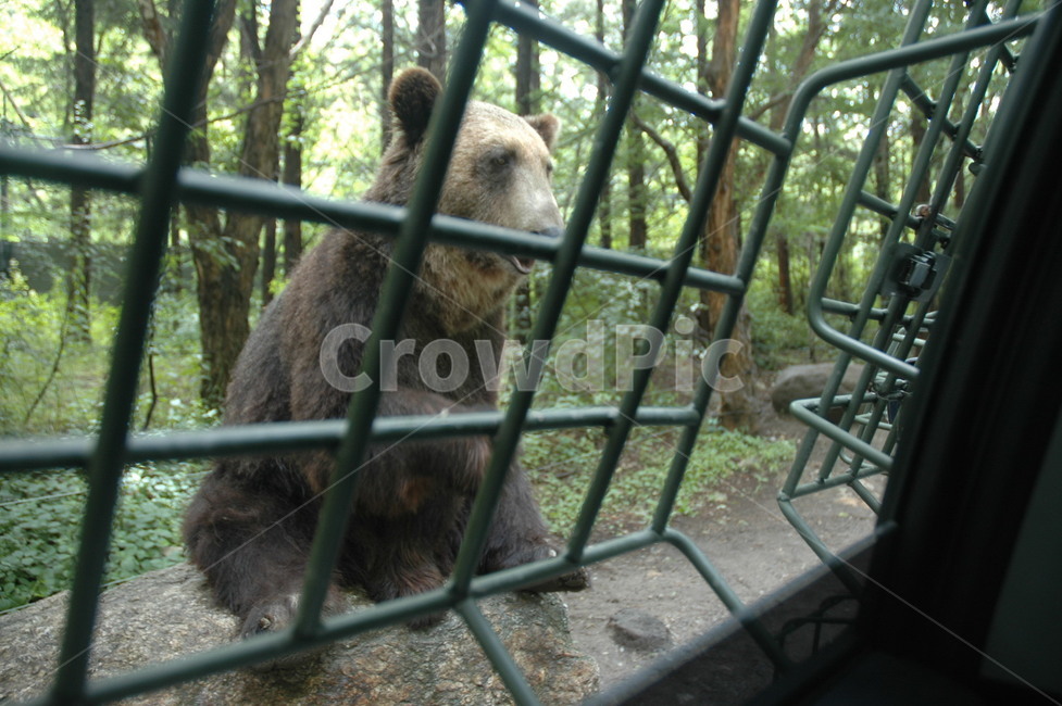 곰,사파리투어곰,맹수먹이체험,곰먹이주기,곰먹이체험,불곰,한국곰,갈색곰,위협적인곰,곰손바닥,입벌린곰