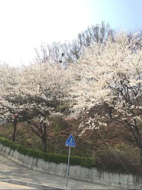 벗꽃,산,풍경,배경,감성,봄,계절,spring,season,자연,풍경,nature,landscape,plant,식물