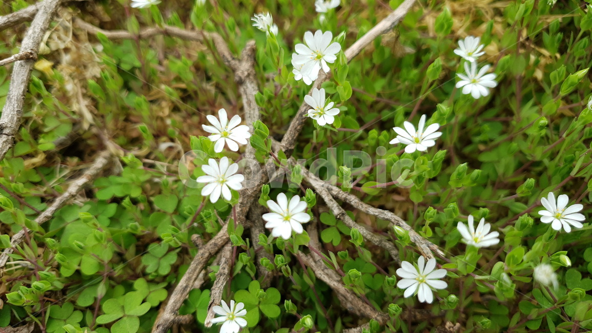 작은꽃,야생황,주변,small,flower