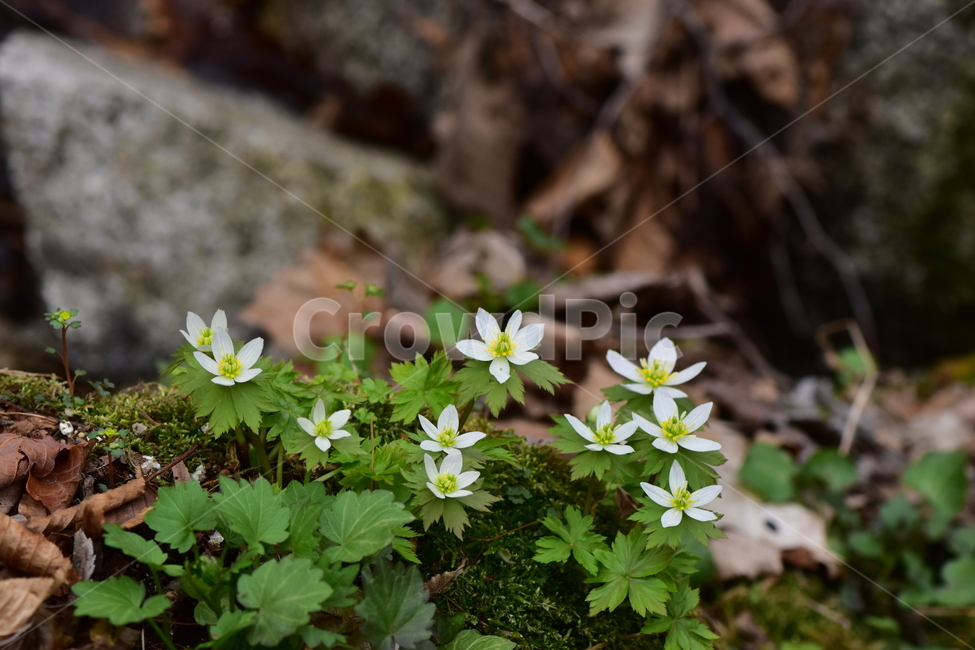 모데미풀,야생화,봄,꽃,풀꽃,자연,식물,식생,plants,nature,spring,season,flower