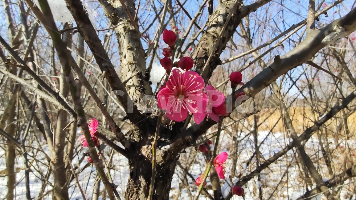 홍매화,매화,매화꽃,붉은매화꽃,홍매,자장매,maehwa,plant,식물,flower,blossom,꽃,식물,자연,plants,nature,꽃,flower