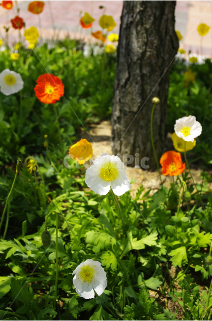 양귀비,꽃,꽃밭,컬러,식물,flower,color,식물,자연,plants,nature,꽃,flower
