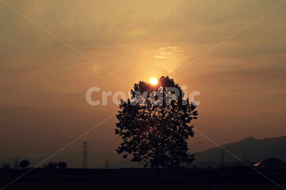 sunset,석양,풍경사진,landscape,field,자연,풍경,nature,landscape,식물,plants,나무,trees,wood,실루엣,그림자,silhouette,shadow,outdoors,옥외,sky,하늘,일몰,dusk,황혼,dawn,새벽,red sky,붉은 하늘,flare,플레어,light,빛