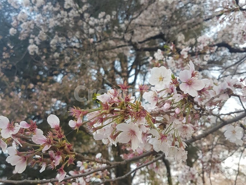 벗꽃,꽃,식물,flower,cherryblossom,분홍,봄,식물,자연,plants,nature,꽃,flower,나무,trees,wood