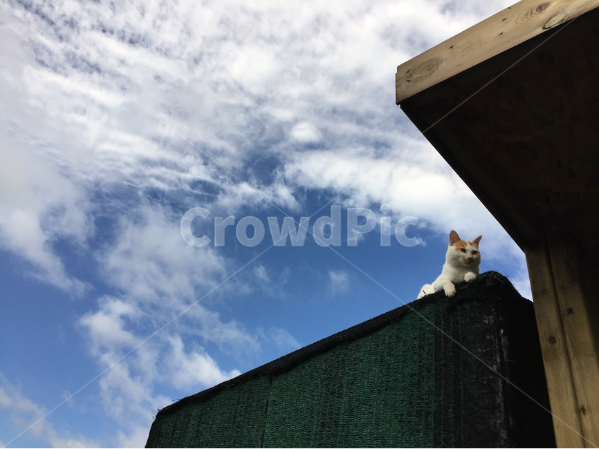 고양이,하늘,구름,cat,sky,야옹이,동물,animal,포유류,mammal,고양이,cat,kitten,kitty