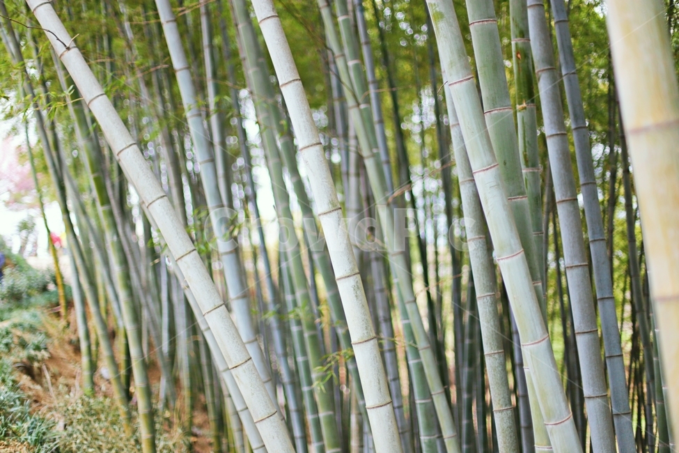 대나무,나무,tree,hadong,하동,식물,자연,plants,nature,나무,trees,wood