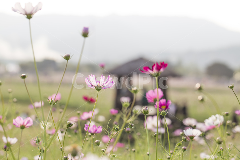 코스모스,꽃,식물,자연,꽃밭,공원,정자,가을,계절,fall,autumn,season,식물,자연,plants,nature,꽃,flower,plant