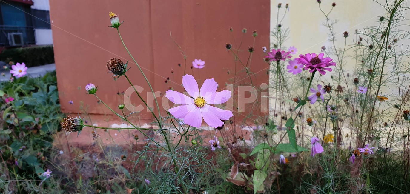 plant,식물,flower,꽃,코스모스,commoncosmos,자연,nature,식물,자연,plants,nature,꽃,flower