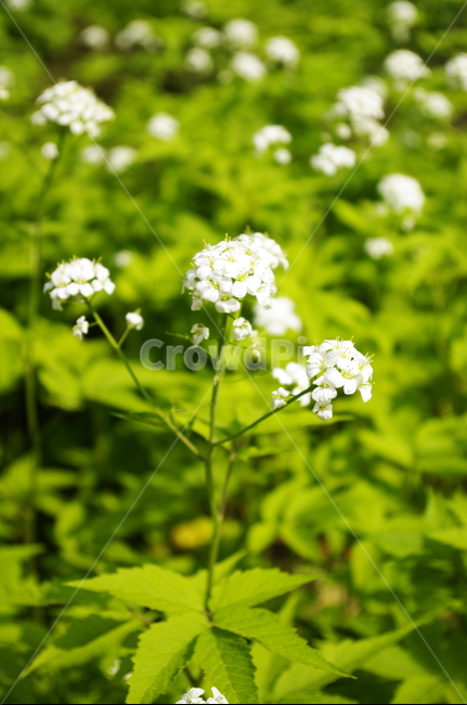 미나리냉이,꽃,flower,계절,봄,spring,식물,plant,자연,nature,식물,자연,plants,nature,꽃,flower