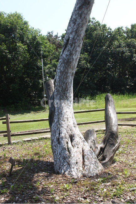 백송,나무,흰소나무,whitepinetree,tree,식물,자연,plants,nature,나무,trees,wood