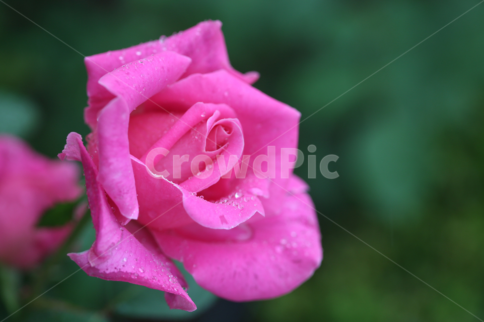 장미,꽃,rose,flower,빗방울,raindrop,식물,자연,plants,nature,꽃,flower