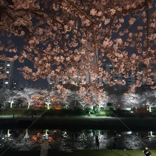 온천천,벚꽃,벚꽃뷰,야경,산책로,뷰