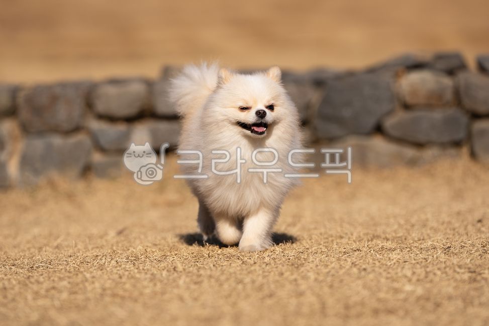smiling puppy,whitedog,runningdog,winking puppy,white dog,white puppy,whitepuppy,doggy,pet,smilingdog,dog side view,Pets,puppy,smilingpuppy,pomeranian,dog,pet dog,mammalia,running puppy