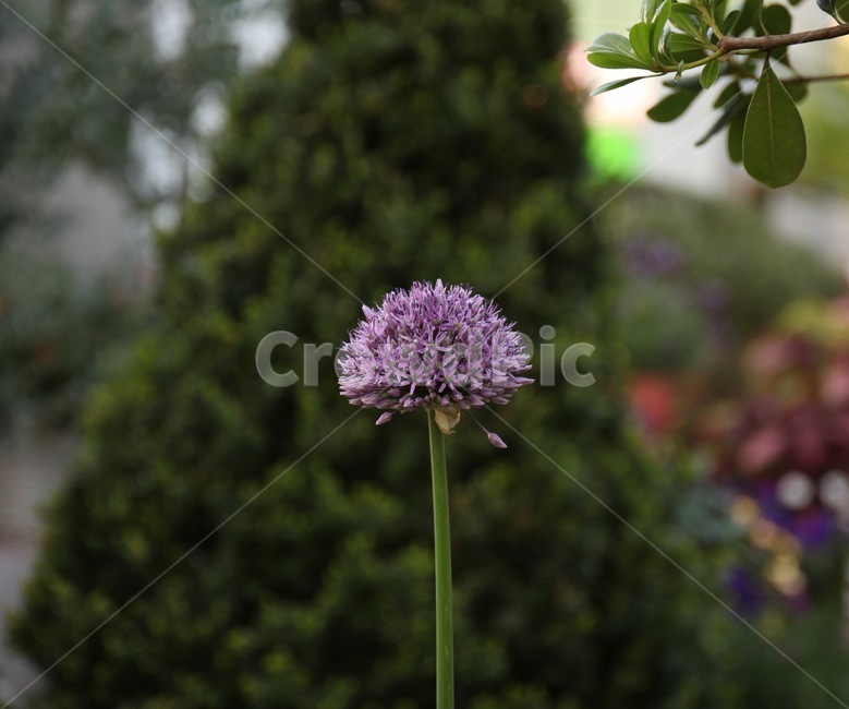 꽃,화훼,플라워,flower,flowergarden