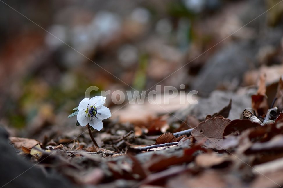 변산바람꽃,2018년,2월,야생화,꽃,생태,식물,자연,들꽃,산꽃,봄,감성,힐링,플라워,계절,시즌,wild,Flower,plants,nature,spring,season,배경,나무,목본,풀,초본,미나리아재비과,너도바람꽃속,flower,생태사진,봄꽃,거제도,봄,계절,spring,season,식물,자연,plants,nature,꽃,flower,plant