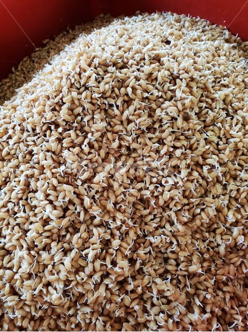 볍씨,생명력,볍씨발아,새싹,볍씨눈,음식,식재료,요리,food,cook,meal,dishes,food reserves,곡류,곡식,cereals
