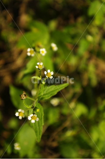 꽃,풀,flower,식물,color,식물,자연,plants,nature,꽃,flower