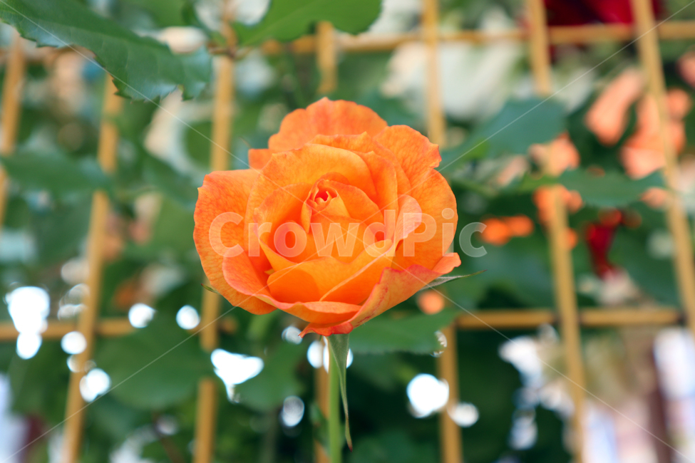 꽃,장미,주황색,주황장미,식물,장미꽃,식물,자연,plants,nature,꽃,flower,색깔,색상,색채,색감,color sense,color sensitivity,feeling of color