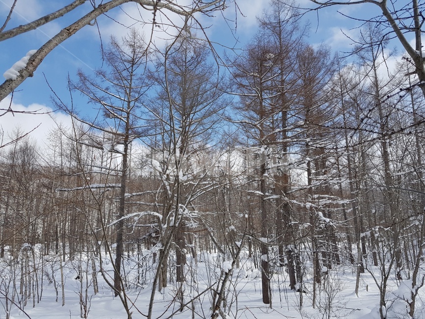 삿포로,비에이,눈,나무,풍경,겨울풍경,겨울,계절,winter,season