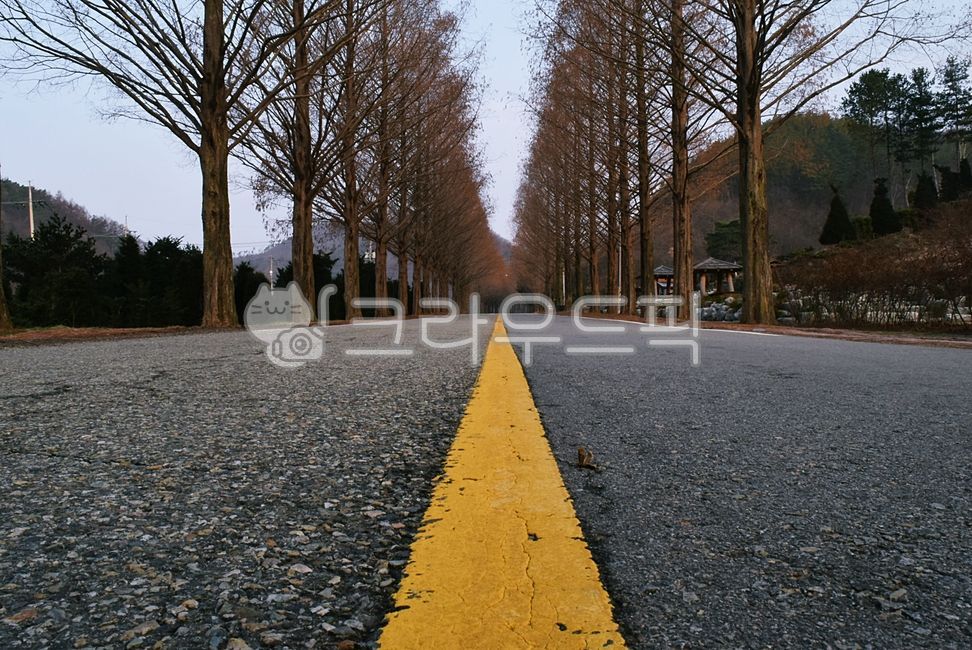 trail,Drive course,sand ash,road name,tree,metasequoia