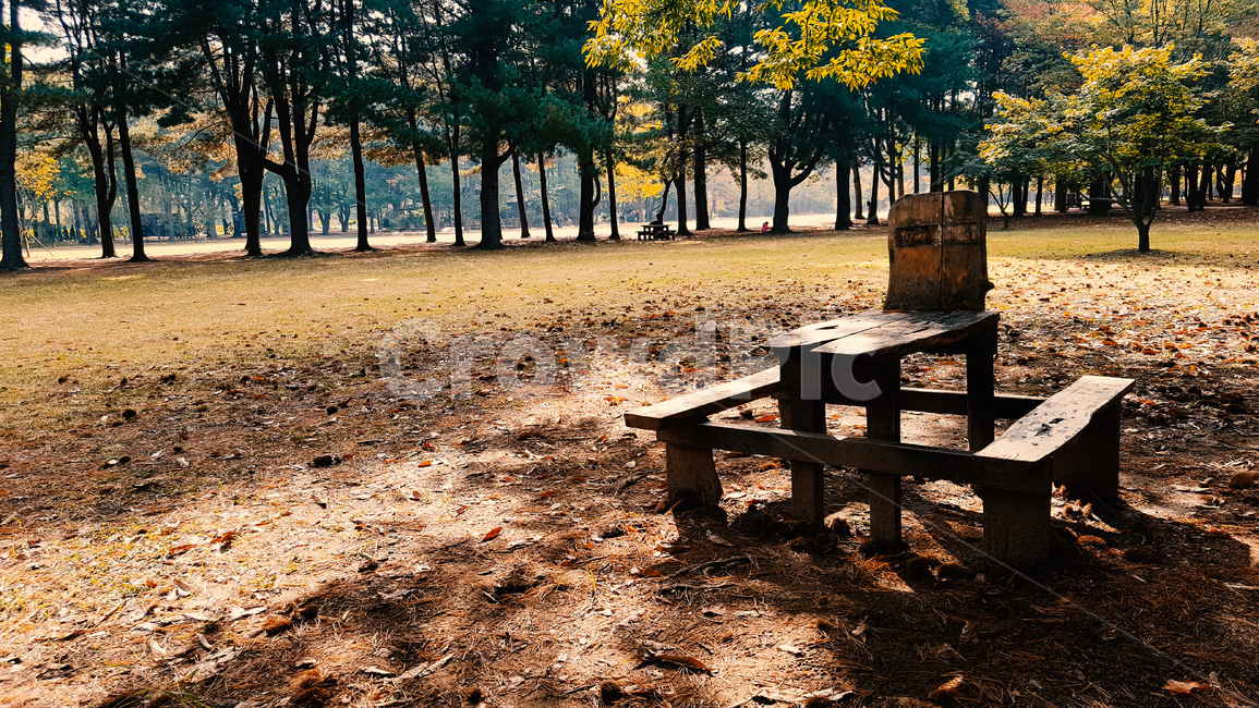 나무,자연,풍경,벤치,휴식,힐링,식물,흙,tree,nature,rest,healing,landscape,scenery,scene,view,sight,bench,ground