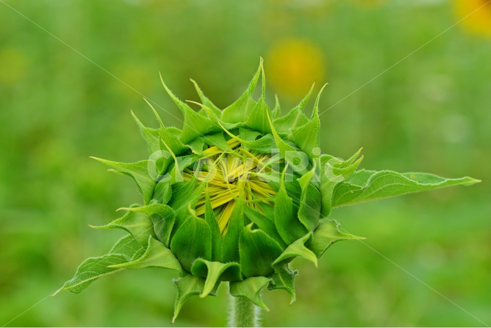 flower,sprout,새싹,bud,싹,blossom,꽃,plant,식물,해바라기,해바라기꽃,식물,자연,plants,nature